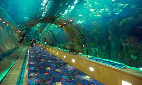 Carpet in the sea and Tunnel inside that! This is a Chinese trick!!